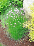 Chives Seeds 401+ Herb for Garden, Patio, Container, Allium schoenoprasum
