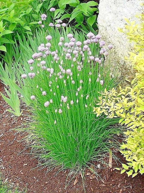 Chives Seeds 401+ Herb for Garden, Patio, Container, Allium schoenoprasum