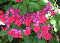 Bleeding Heart Starter Plant - Java Red Clerodendrum Delectum - Red & Purple Flowers, Easy Care, Pollinator Attracting, Garden & Container