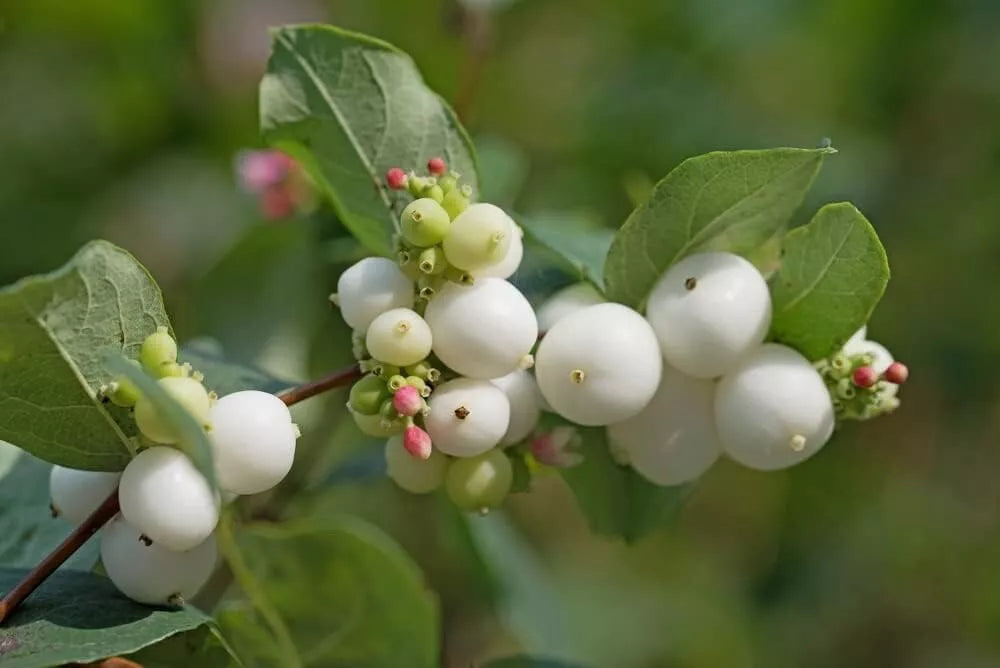 Snowberry Bush Seedlings - Symphoricarpos Albus - Hardy Shrubs for Planting, White Berries, Native, Low Maintenance