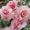 Floribunda Rose Cuttings 5-8" Unrooted Our Lady of Guadalupe Rosa 'Guadalupana'