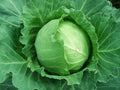 Brunswick Cabbage Seeds 300+ Non-GMO Brassica oleracea var. capitata Vegetable Seeds for Home Gardening