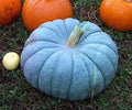 Blue Pumpkin Squash Seeds - 30+ Seeds, Blue Moon Variety, Cucurbita maxima, Vining, Decorative & Culinary