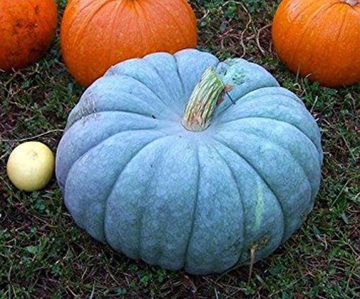 Blue Pumpkin Squash Seeds - 30+ Seeds, Blue Moon Variety, Cucurbita maxima, Vining, Decorative & Culinary