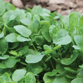 Upland Cress Seeds - 1000+ Non-GMO Heirloom Garden Seeds for Salads & Culinary Use - Barbarea verna