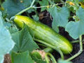 Cucumber Seeds, Heirloom Marketer Variety, Non-GMO, Cucumis sativus, for Garden, Pickling & Fresh Eating