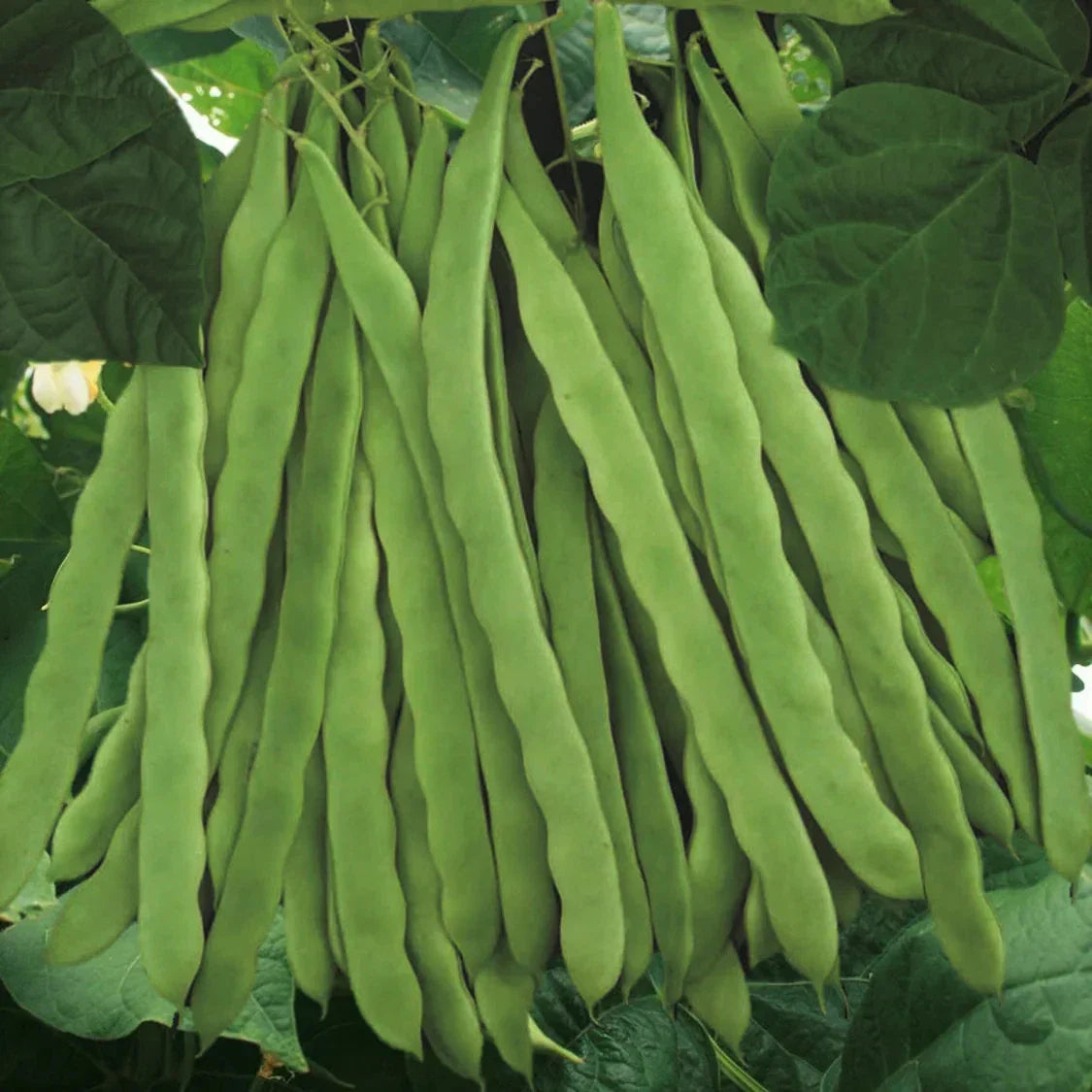 Qing Bian Romano Bean Seeds - Non-GMO Pole Variety, Stringless Green Beans, Phaseolus vulgaris, Organic Gardening Seeds