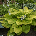 Hosta Age of Gold Perennial Shade Plant in 5.25" Pot - Vibrant Golden Foliage