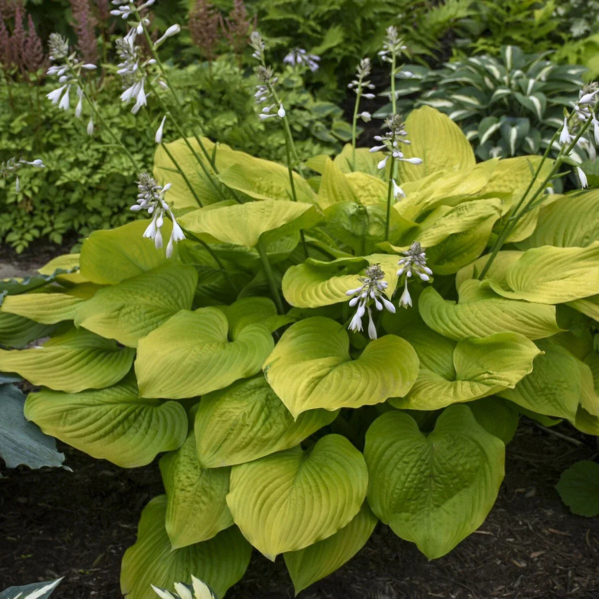 Hosta Age of Gold Perennial Shade Plant in 5.25" Pot - Vibrant Golden Foliage