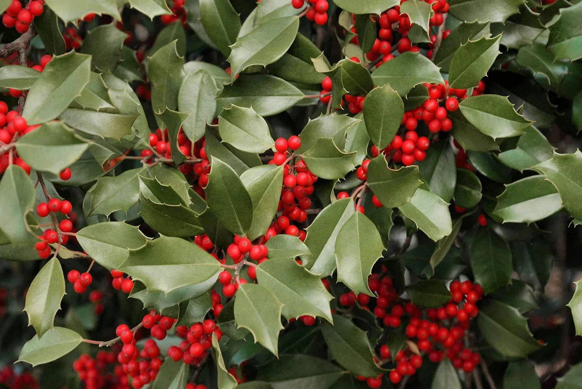 American Holly Seeds 30 Pack Ilex opaca Evergreen Shrub Tree for Landscaping and Wildlife