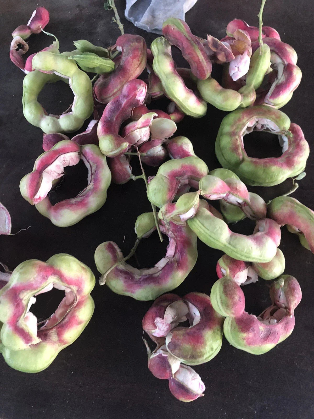 Manilla Tamarind Seeds - 20 Pack, Madras Thorn Fruit, Tamarindus indica, Edible Fruit, Tropical Tree, Ornamental Plant