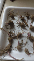 Red Organic Jerusalem Artichoke Tubers - 10 Small Helianthus tuberosus for Planting, Non-GMO, Edible Root Vegetables