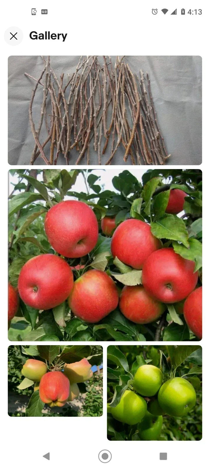 Apple Tree Cuttings 6+1 Free Live Grafting Scions for Malus domestica | Fruitful Orchard Starter