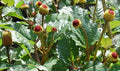 Toothache Herb Seeds - 100 Count Flowering Herb Seeds - Acmella oleracea for Culinary & Remedies