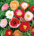 Double Shirley Poppy Seeds - 2000+ Mixed Annual Flower Seeds - Papaver Rhoeas - Garden Planting for Borders & Cuttings