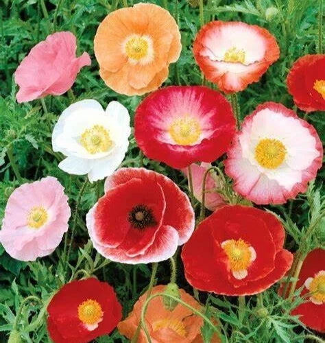 Double Shirley Poppy Seeds - 2000+ Mixed Annual Flower Seeds - Papaver Rhoeas - Garden Planting for Borders & Cuttings
