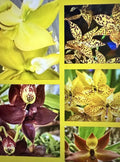 Cycnoches Orchid Plant Bare Root Bulb - Small Epiphytic Flowering Orchid, Varied Colors