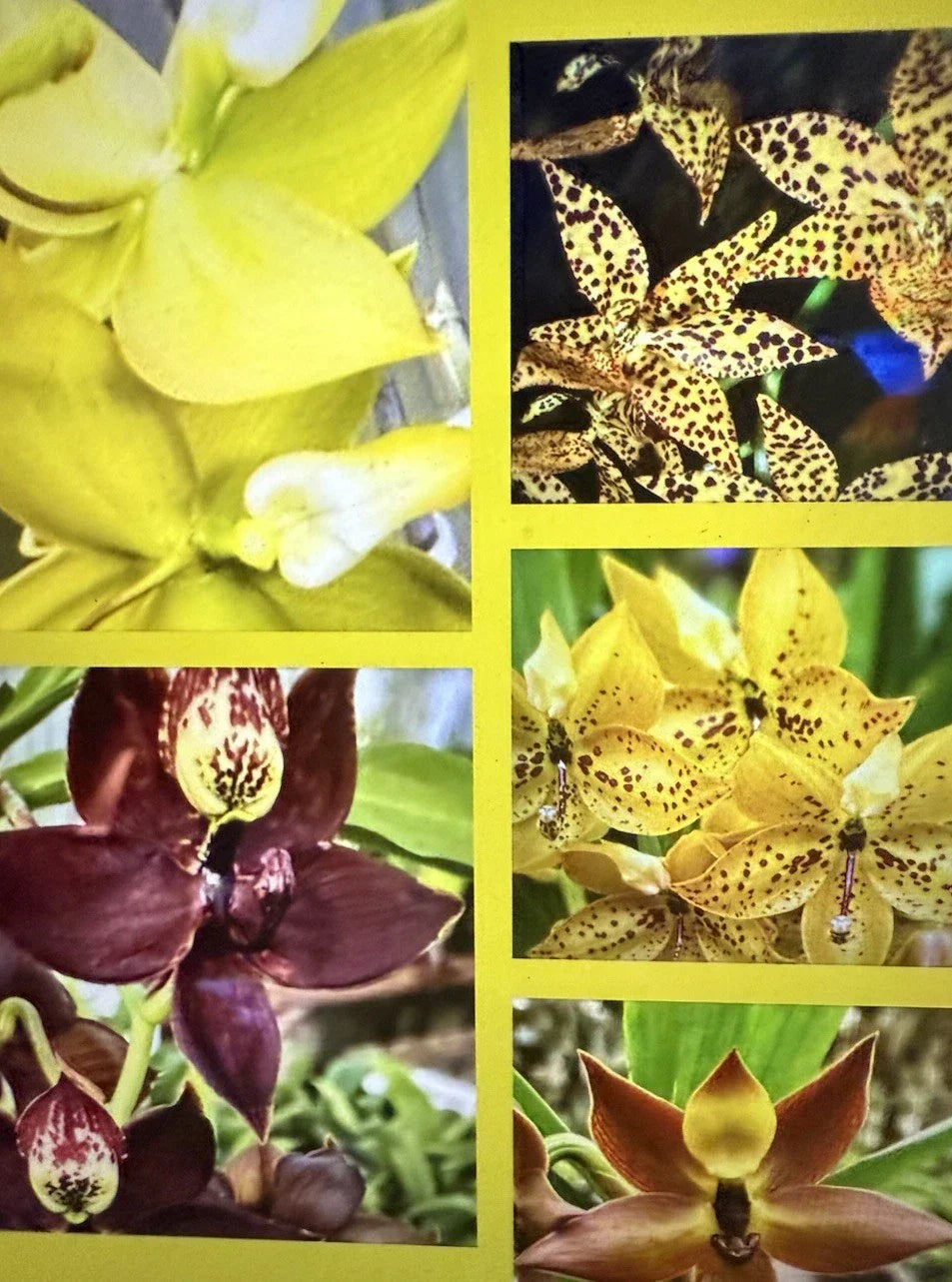 Cycnoches Orchid Plant Bare Root Bulb - Small Epiphytic Flowering Orchid, Varied Colors