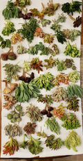 X-Large Succulent Cuttings Set - 50 Varieties, 5 Rare Types, Propagation Collection for Indoor & Outdoor Gardens