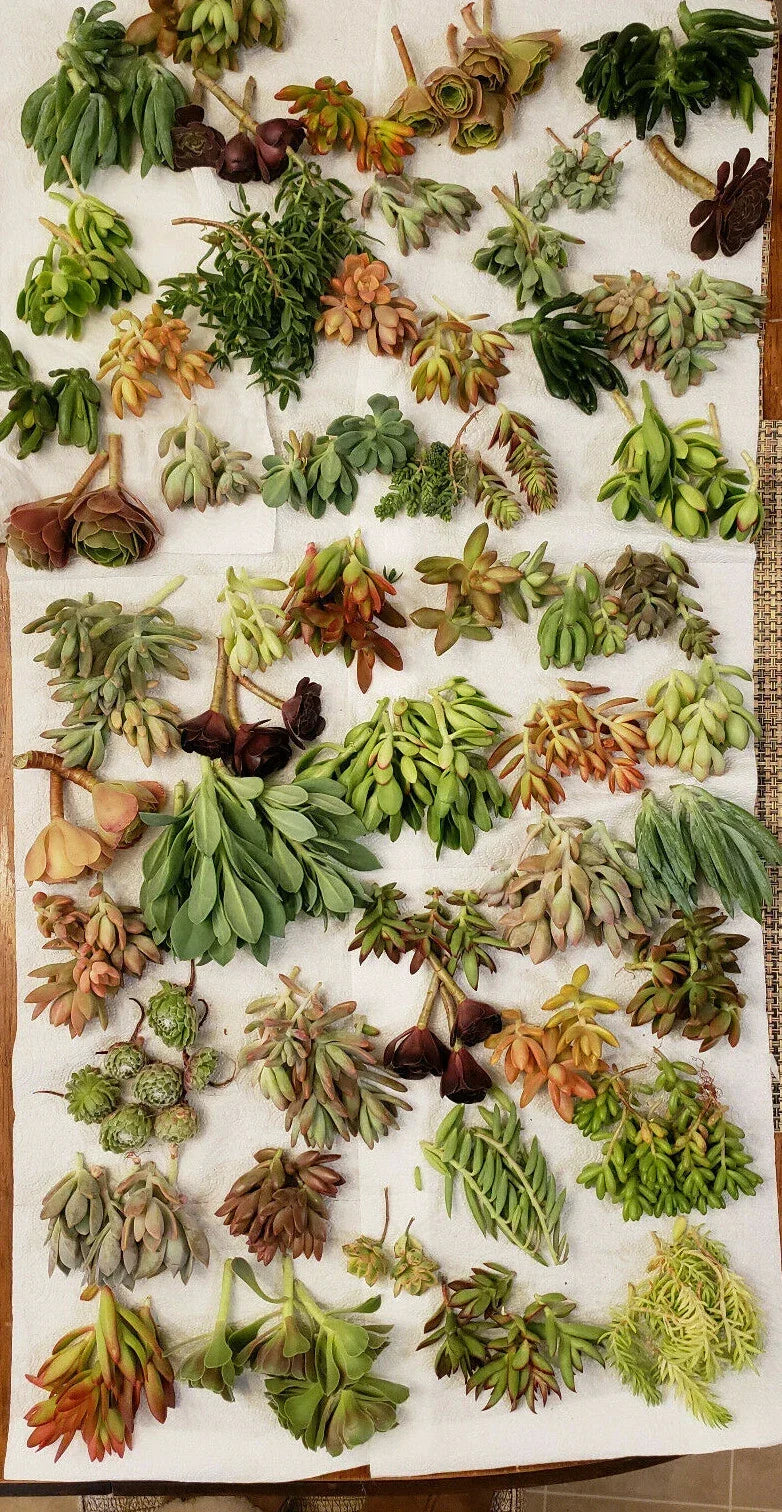 X-Large Succulent Cuttings Set - 50 Varieties, 5 Rare Types, Propagation Collection for Indoor & Outdoor Gardens