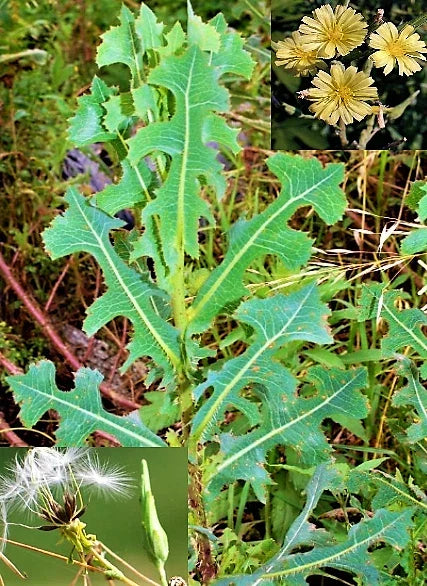 Wild Lettuce Seeds - 50+ Prickly Opium Lettuce - Medicinal Herb - Lactuca serriola - Organic, Non-GMO, Herbal Garden Seeds