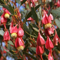 Fuchsia Gum Tree Seeds - Eucalyptus forrestiana - Drought-Tolerant Fast-Growing Tree - 30 Seeds for Planting