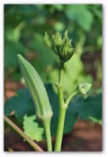 Okra Seeds 500 Count - Perkins Long Pod Heirloom Non-GMO Organic Abelmoschus esculentus Vegetable Seeds