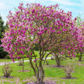 Jane Magnolia Tree 3 Gallon - Pink Blooms - Magnolia x Jane