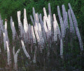 Cimicifuga Ramosa Atropurpurea Bugbane Seeds - Perennial Shade Garden Plant, Dark Purple Foliage, White Flower Spikes
