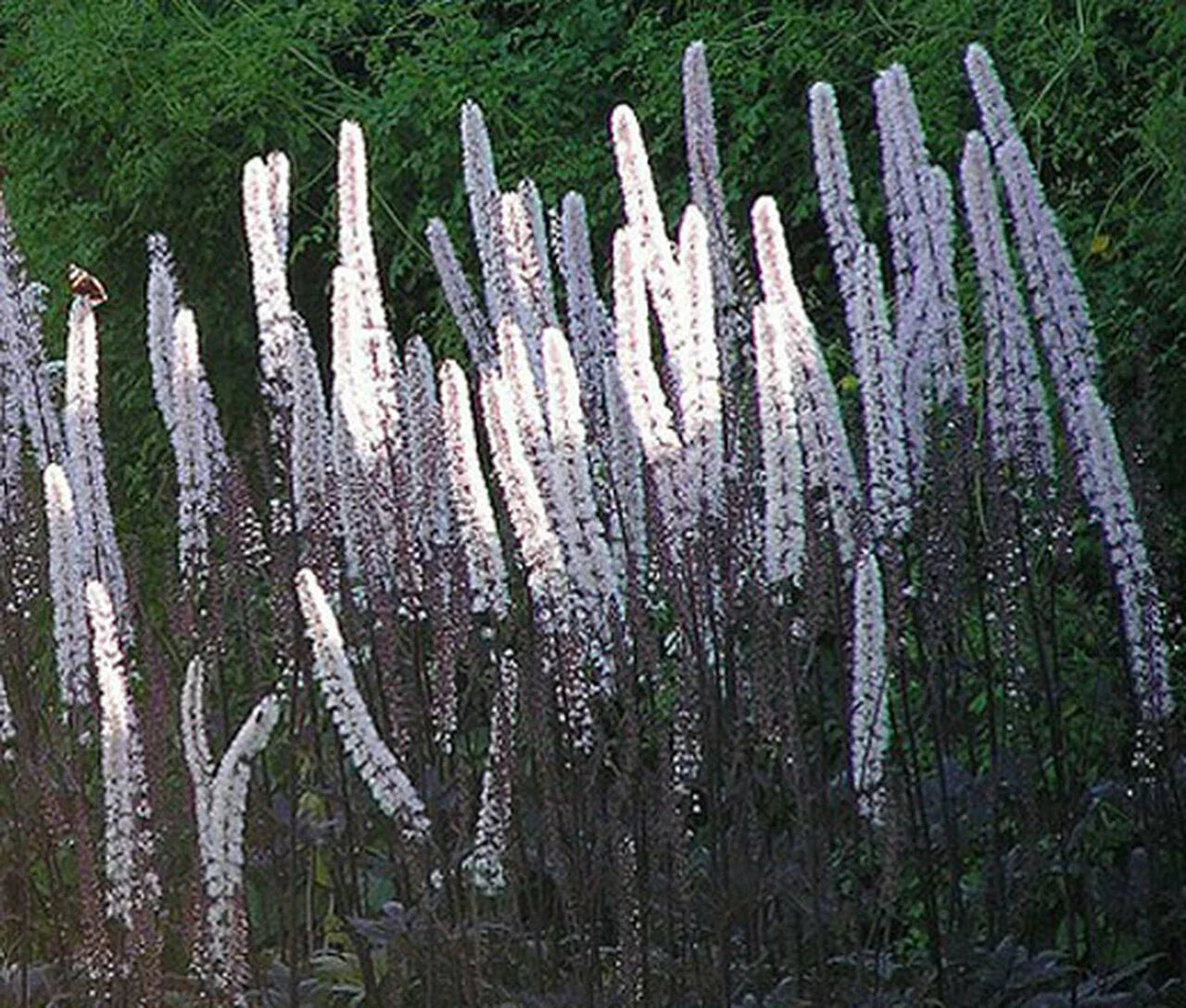 Cimicifuga Ramosa Atropurpurea Bugbane Seeds - Perennial Shade Garden Plant, Dark Purple Foliage, White Flower Spikes