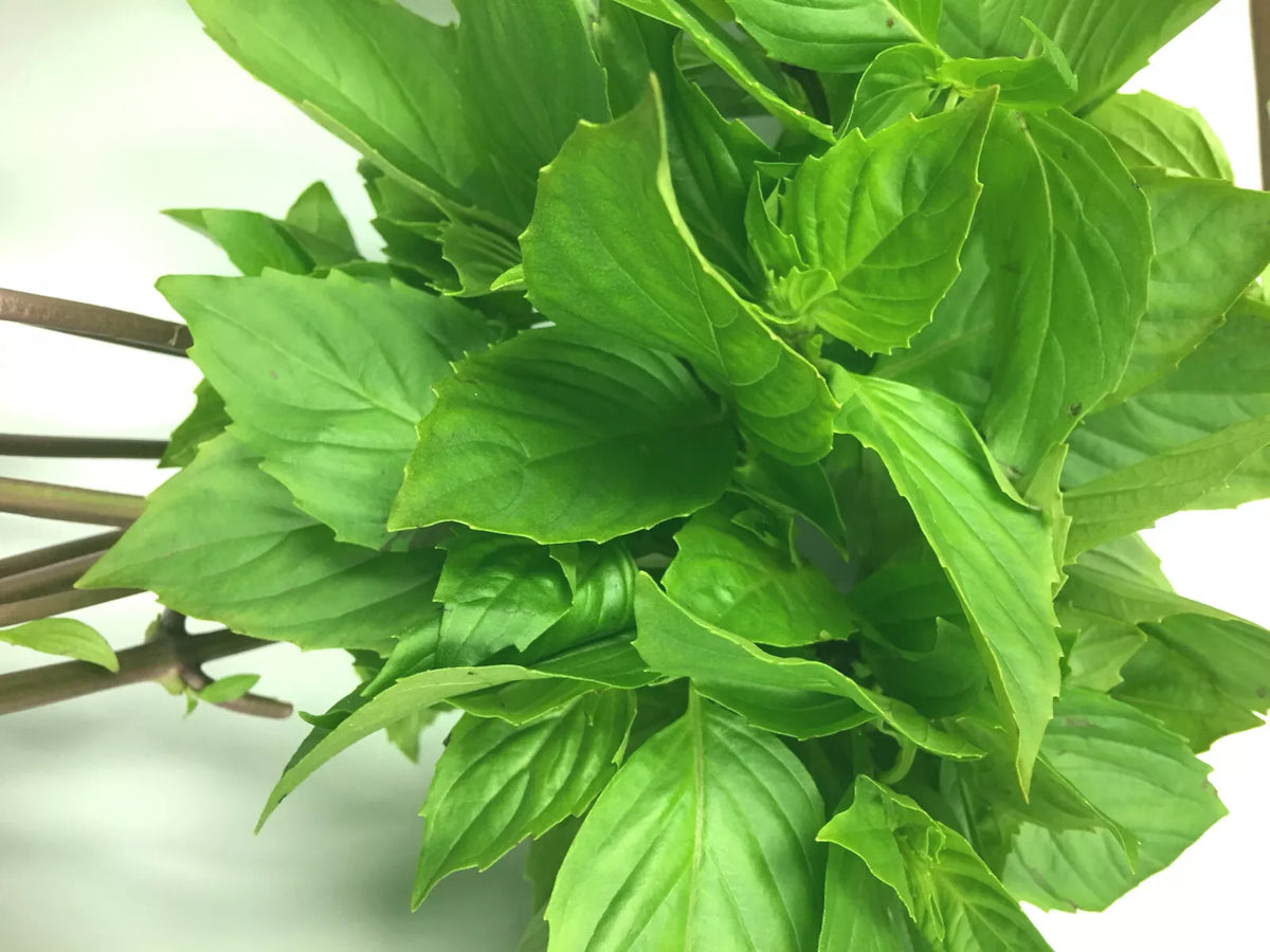 Thai Sweet Large Leaf Basil Seeds - Ocimum basilicum var. thyrsiflora, High Yielding Annual Herb, Compact 4-6 inch Plant, 50+ Seeds