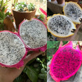 Dragonfruit Seeds Pack - Organic Non-GMO Hylocereus spp. Varieties for Garden, Bulk Fruit Seeds