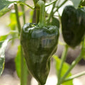 Poblano Pepper Seeds – Traditional Dark Green Mexican Variety – Mild Flavor – Capsicum annuum – 2025 Planting