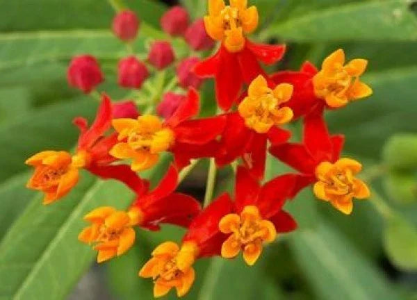 Bloodflower Seeds - Mexican Milkweed Asclepias curassavica - 50 Fresh Sunset Flower Seeds for Pollinators