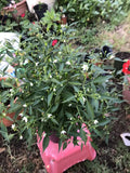 Chile Chilpetin Pepper Plant - Capsicum annuum Tepin Petin - 1 Gallon Pot - Spicy Culinary Herb for Garden or Container
