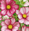 Cosmos Seeds - Candystripe - 100 Seeds - Colorful Striped Flowers for Garden - Cosmos bipinnatus