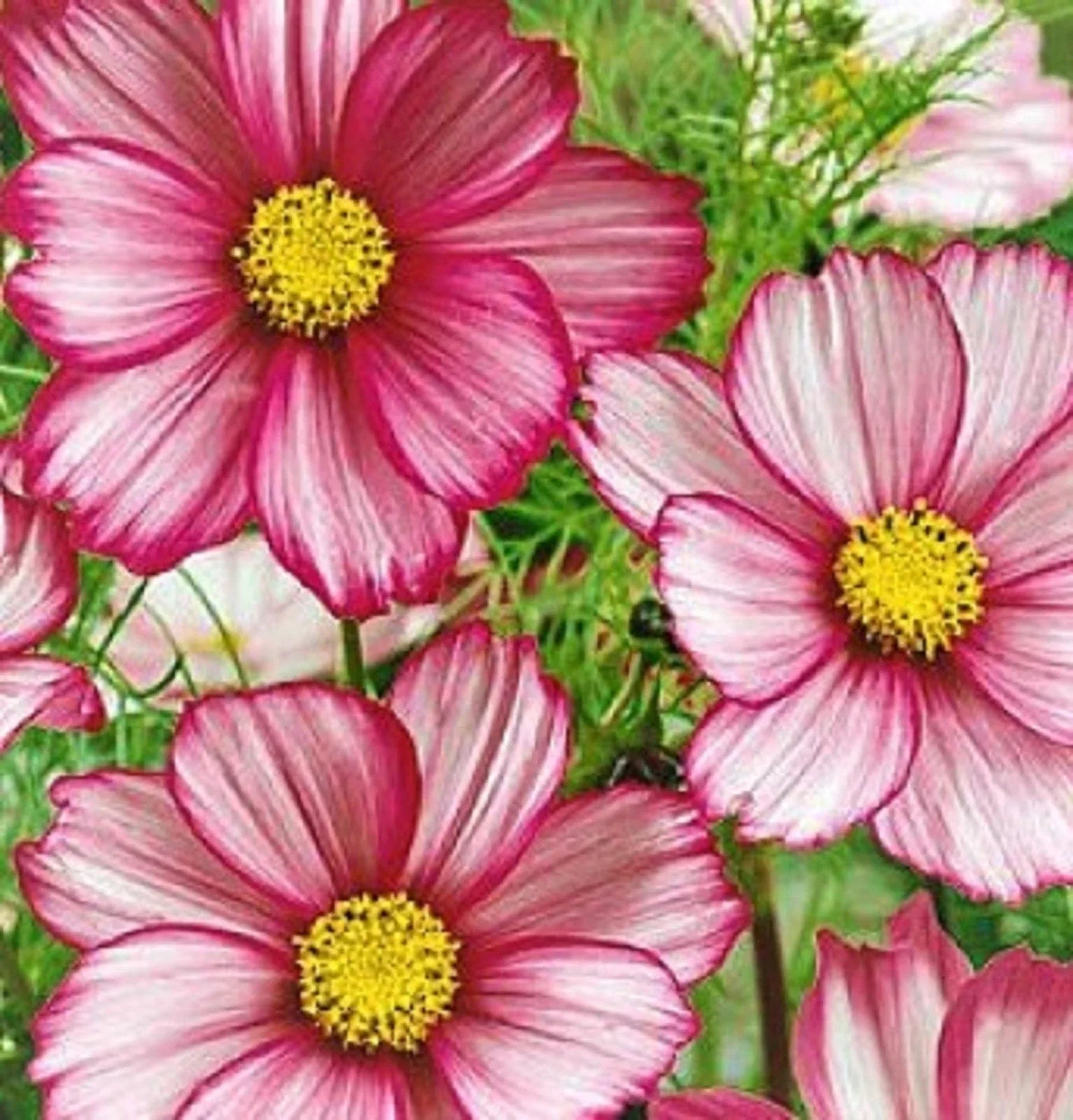 Cosmos Seeds - Candystripe - 100 Seeds - Colorful Striped Flowers for Garden - Cosmos bipinnatus