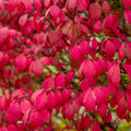 Burning Bush Live Plants - 8 Inch Bare Root Euonymus alatus for Autumn Foliage, Hedges & Landscaping