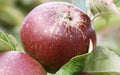 Dabinett Apple Seeds - 25+ Pack for Gardening, Malus domestica, Fruit Tree Seeds, Non-GMO, Easy to Grow, USA