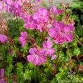 Westray Geranium Seeds, Pelargonium x hortorum, Garden Planting, Vibrant Flowers, Easy to Grow, USA Grown, 25+ Seeds
