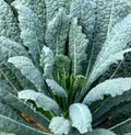 Lacinato Kale Seeds - Heirloom Dinosaur Kale, Non-GMO, 500 Seeds for Salads, Nutrient-Dense, Fast-Growing, Brassica oleracea var. sabellica