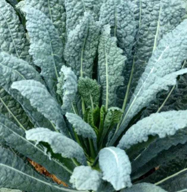 Lacinato Kale Seeds - Heirloom Dinosaur Kale, Non-GMO, 500 Seeds for Salads, Nutrient-Dense, Fast-Growing, Brassica oleracea var. sabellica