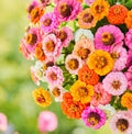 Zinnia Seeds Pack - Button Box Mix - Petite Dwarf Short - Non-GMO - Zinnia elegans - Garden Flower Seeds for Borders & Containers