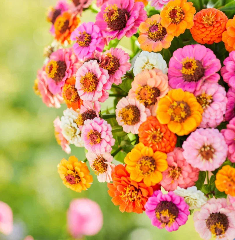Zinnia Seeds Pack - Button Box Mix - Petite Dwarf Short - Non-GMO - Zinnia elegans - Garden Flower Seeds for Borders & Containers