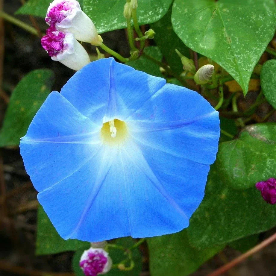 Heavenly Blue Morning Glory Seeds - Ipomoea tricolor Climbing Vine - 100+ Seeds for Garden, Fences & Arbors, Vibrant Blue Flowers