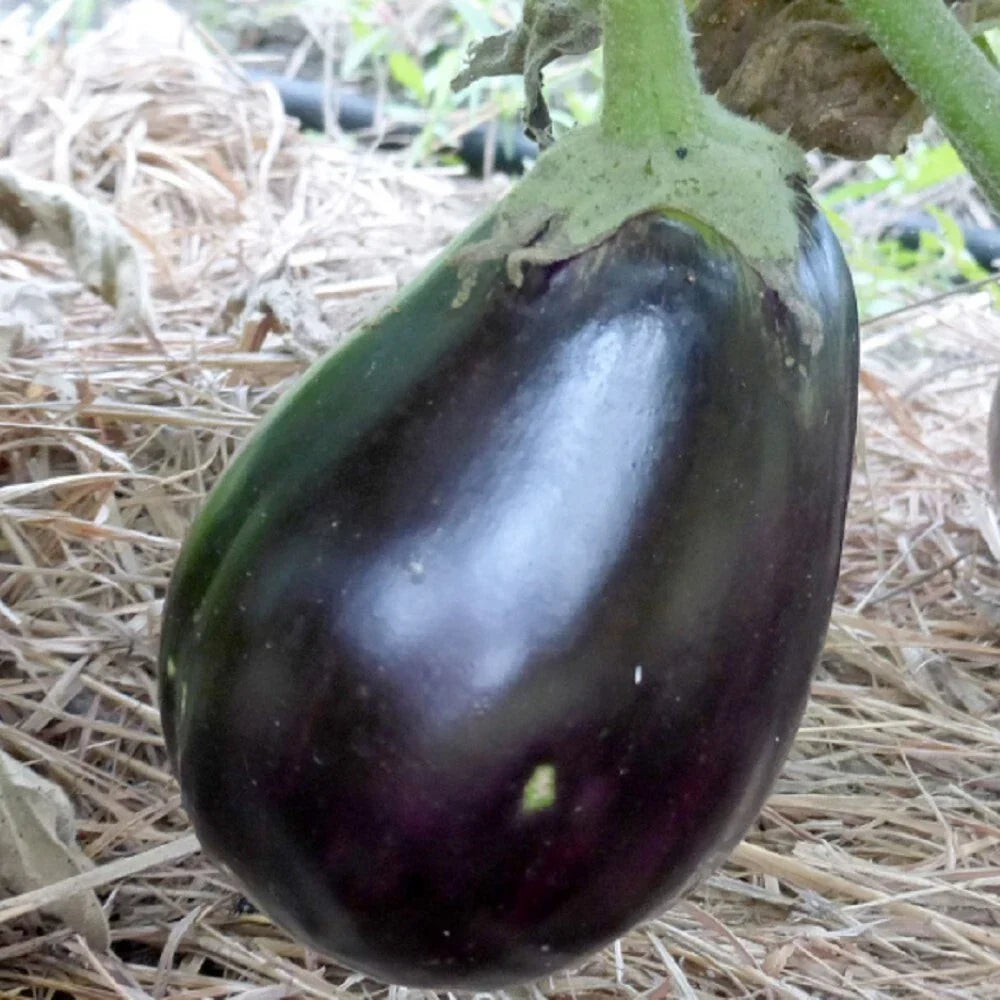 Black Beauty Eggplant Seeds | Non-GMO Heirloom Organic Vegetable Seeds | Solanum melongena | Gourmet Cooking & Garden Plant