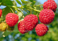 Heritage Everbearing Raspberry Bare Root Plants - Organic Rubus idaeus - Sweet, High-Yielding Berries