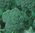 Broccoli Seeds 500+ Green Sprouting Calabrese Brassica oleracea - Heirloom Garden Vegetables, Fast-Growing, High Yield, Full Sun