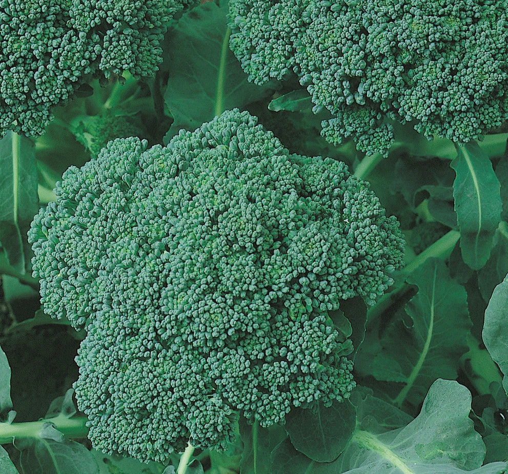 Broccoli Seeds 500+ Green Sprouting Calabrese Brassica oleracea - Heirloom Garden Vegetables, Fast-Growing, High Yield, Full Sun