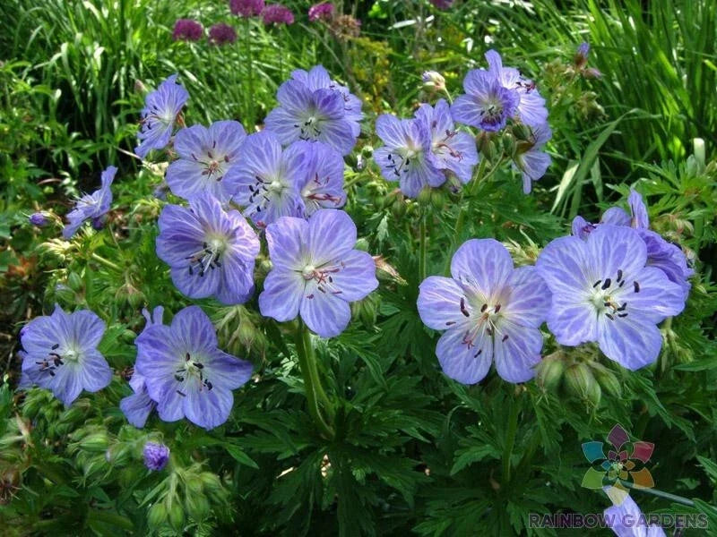 Mrs. Kendal Clark Geranium Seeds - Pelargonium x hortorum, 25+ Pack for Garden, Container, Hanging Basket Planting